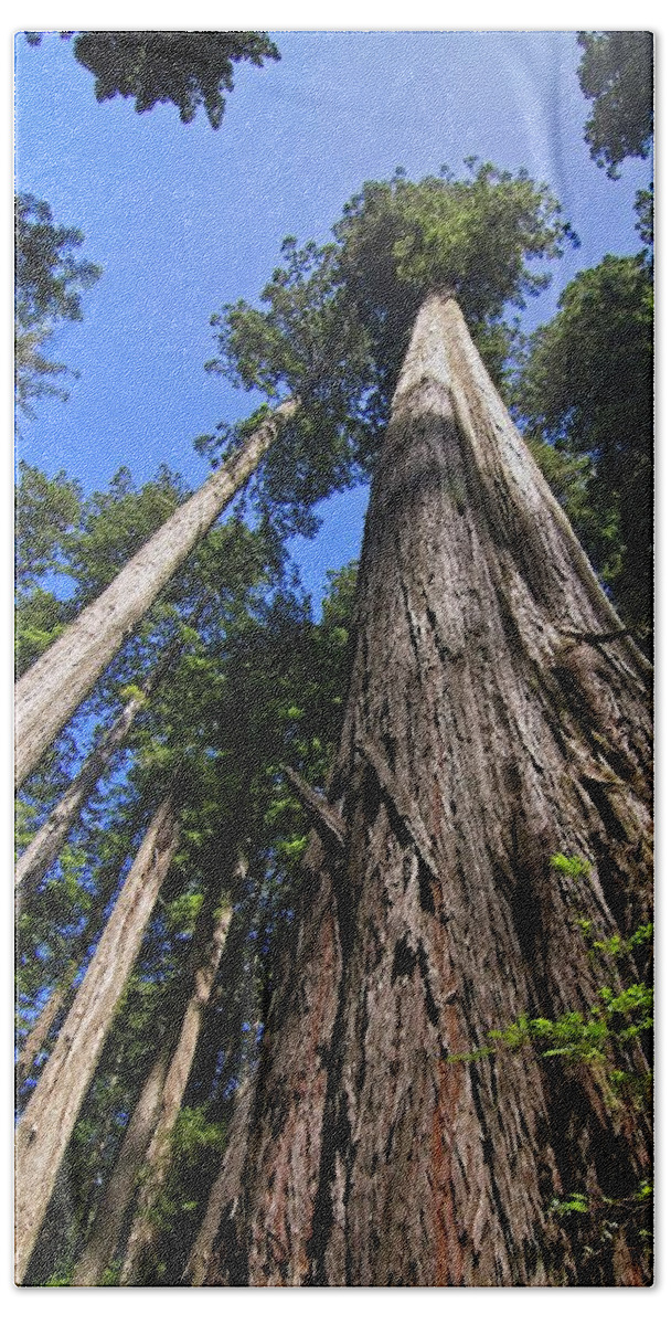 Redwood Beach Towel featuring the photograph Towering Redwoods by Paul Rebmann