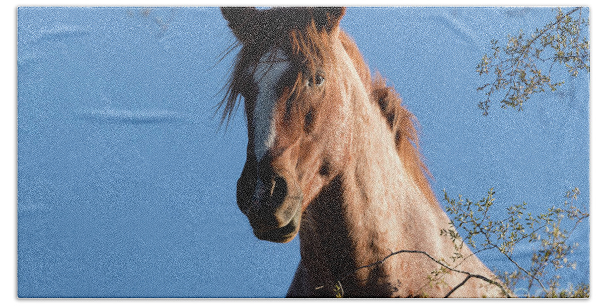 Stallion Beach Towel featuring the photograph Tree Horse by Shannon Hastings