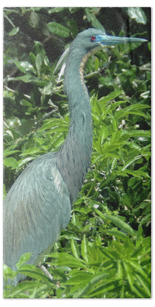 Tri Colored Heron Beach Towel featuring the photograph Tri Colored Heron by Judy Wanamaker