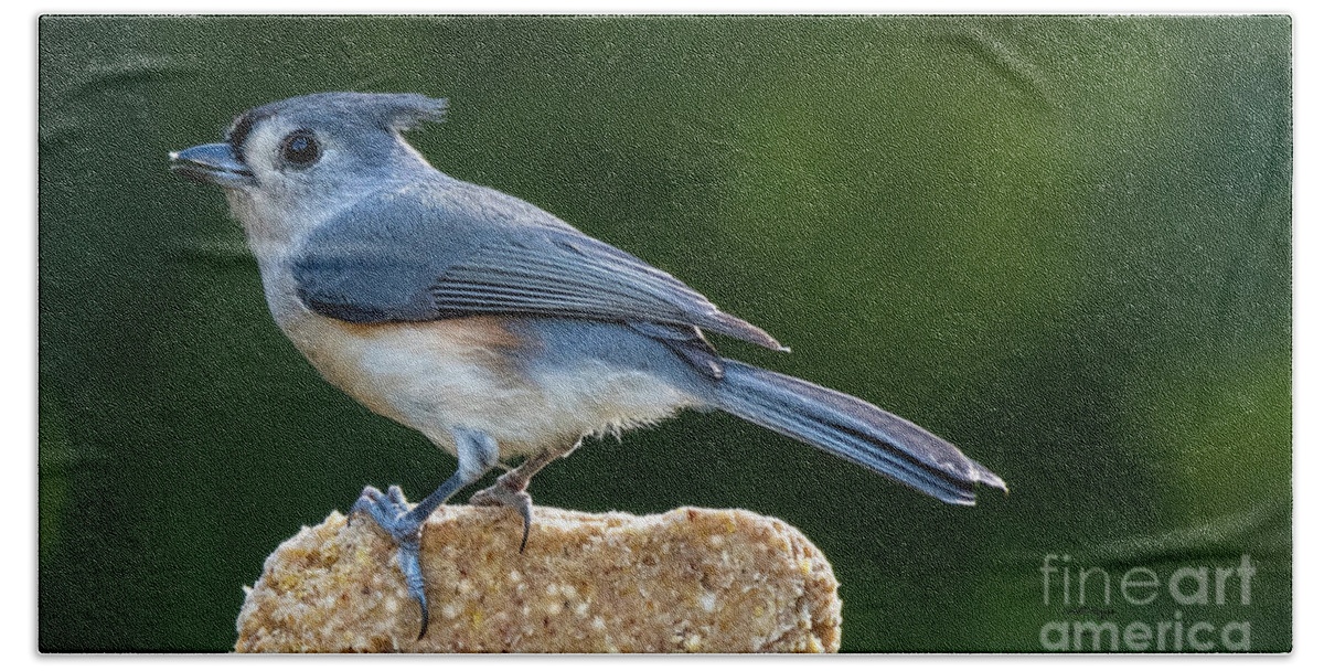 Birds Beach Towel featuring the photograph Tufted Titmouse by DB Hayes