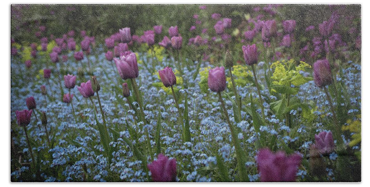 Tulips Beach Towel featuring the photograph Tulips at Great Dixter Gardens by Perry Rodriguez