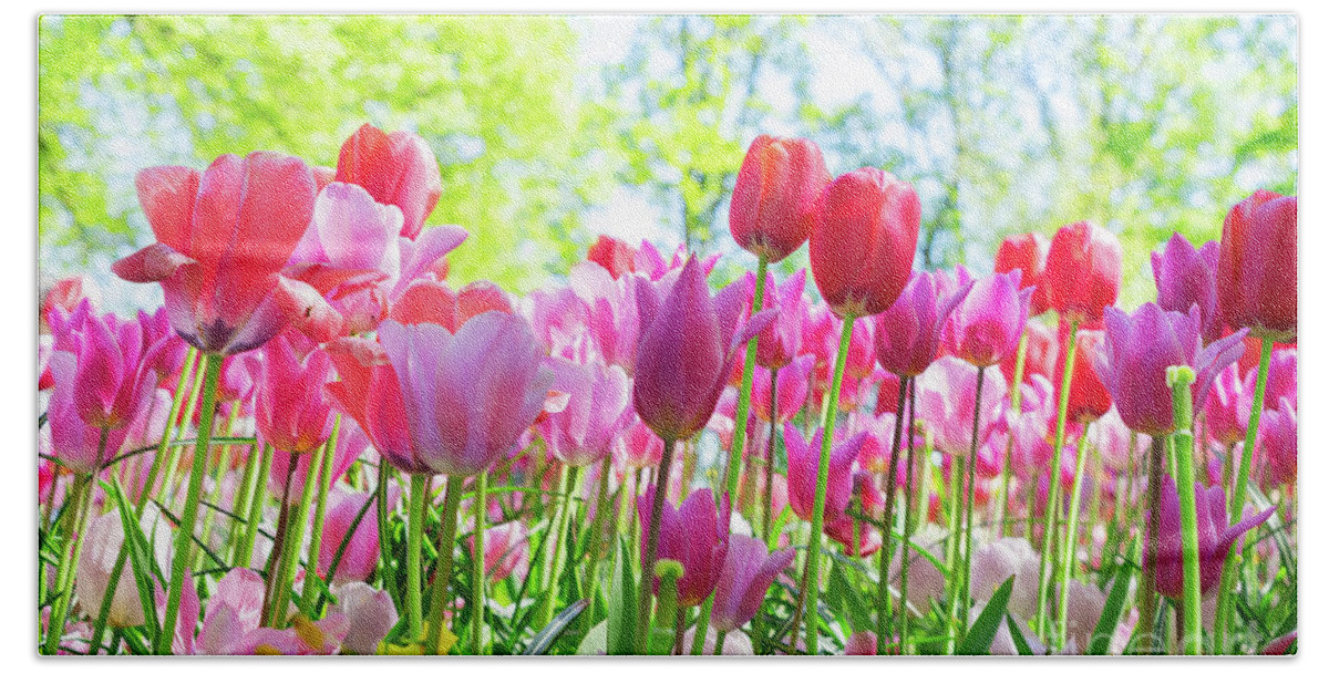 Tulips Beach Towel featuring the photograph Tulips Pink Growth by Anastasy Yarmolovich