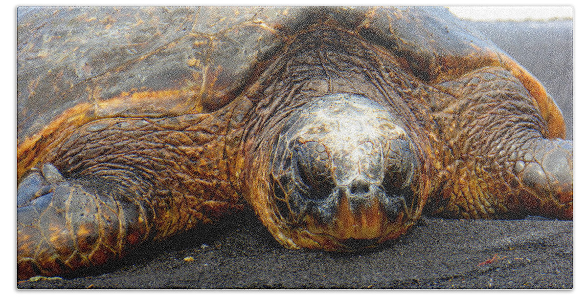 Hawaii Beach Towel featuring the photograph Turtle Rest Stop by John Bauer