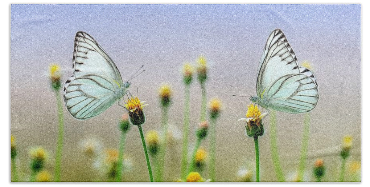  Beach Towel featuring the photograph Two butterflies by Top Wallpapers