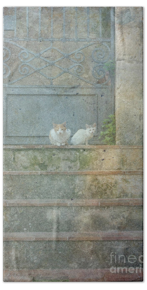 Old Beach Towel featuring the digital art Two cats on stairs by Patricia Hofmeester