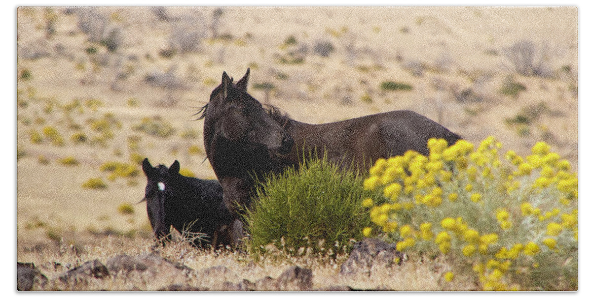 Horse Beach Towel featuring the photograph Two wild black horses among yellow flowers by Waterdancer