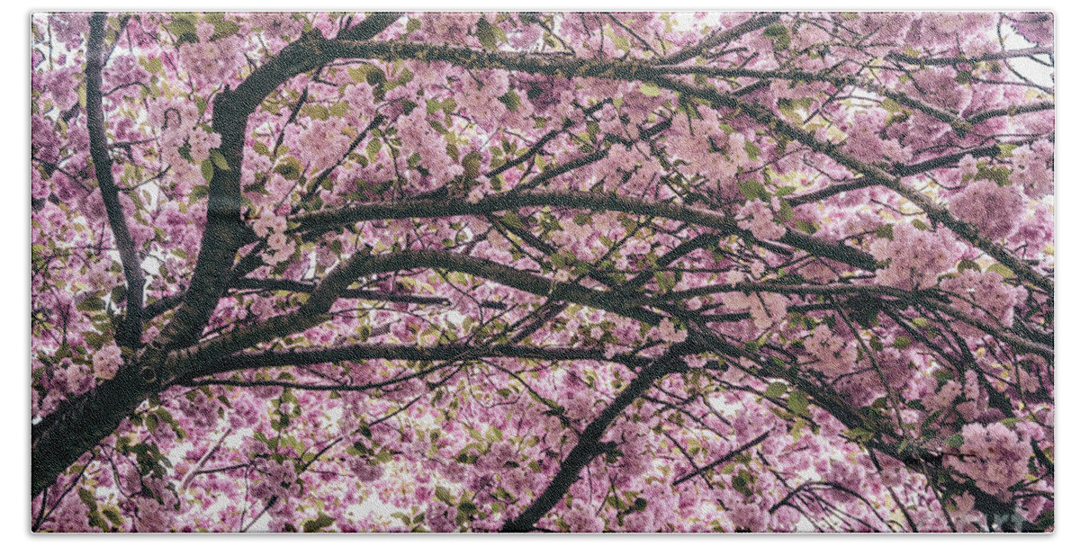 Tree Beach Towel featuring the photograph Under the Cherry Blossom Tree by Colleen Kammerer