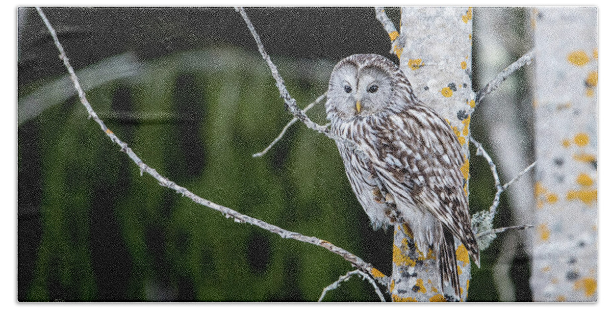 Ural Owl Beach Towel featuring the photograph Ural owl perching on an aspen twig by Torbjorn Swenelius