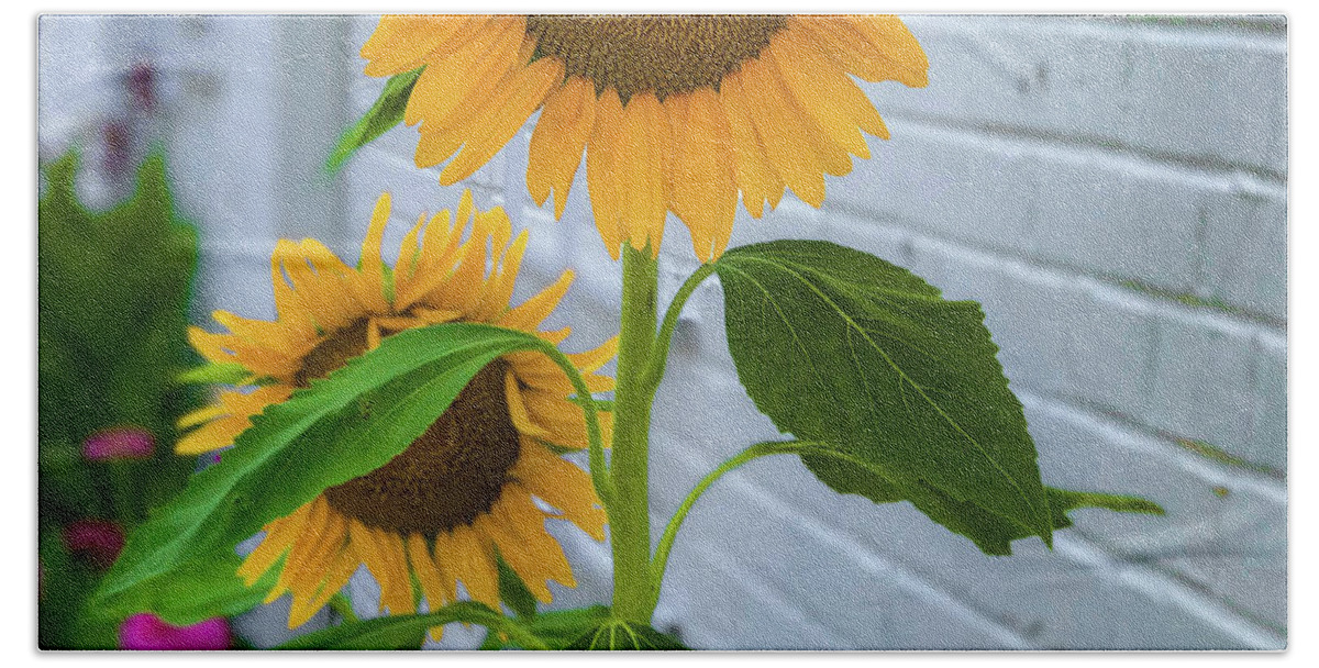 Sunflower Beach Sheet featuring the photograph Urban Sunflower by Lora J Wilson