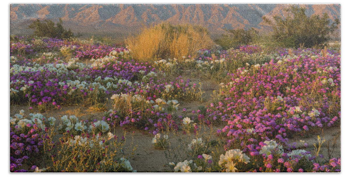 Jeff Foott Beach Towel featuring the photograph Verbena And Primrose In The Mojave by Jeff Foott