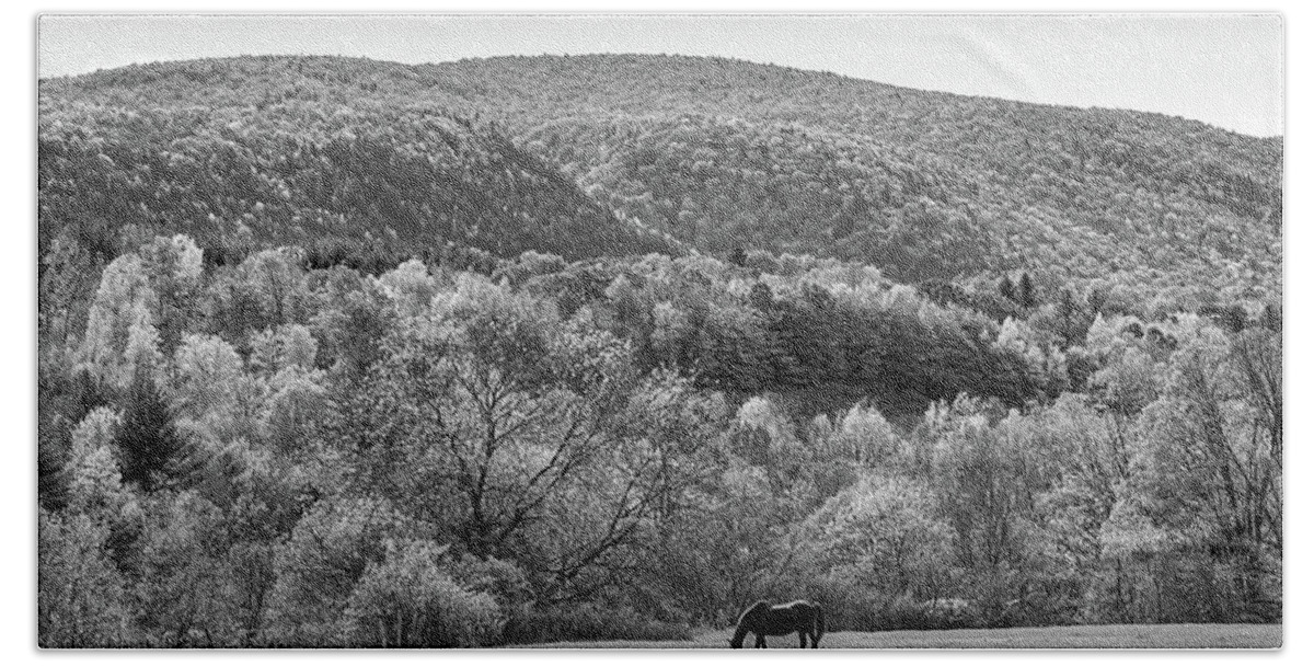 Manchester Beach Towel featuring the photograph Vermont Horse and Fall Trees Manchester Vermont Field Black and White by Toby McGuire