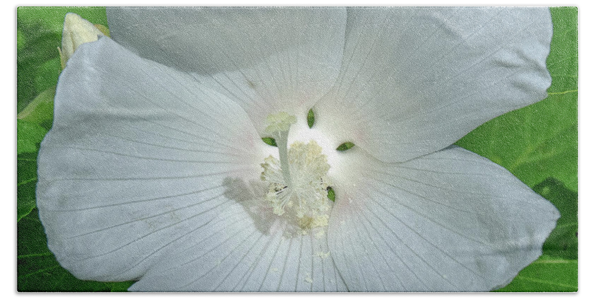 Nature Beach Towel featuring the photograph Very Rare almost All-white Crimson-eyed Rosemallow DFL0996 by Gerry Gantt