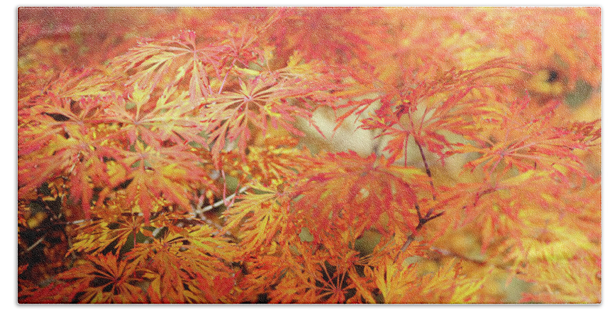 Jenny Rainbow Fine Art Photography Beach Towel featuring the photograph Vibrant Glimpses Of Autumn. Acer Palmatum Filigree 1 by Jenny Rainbow