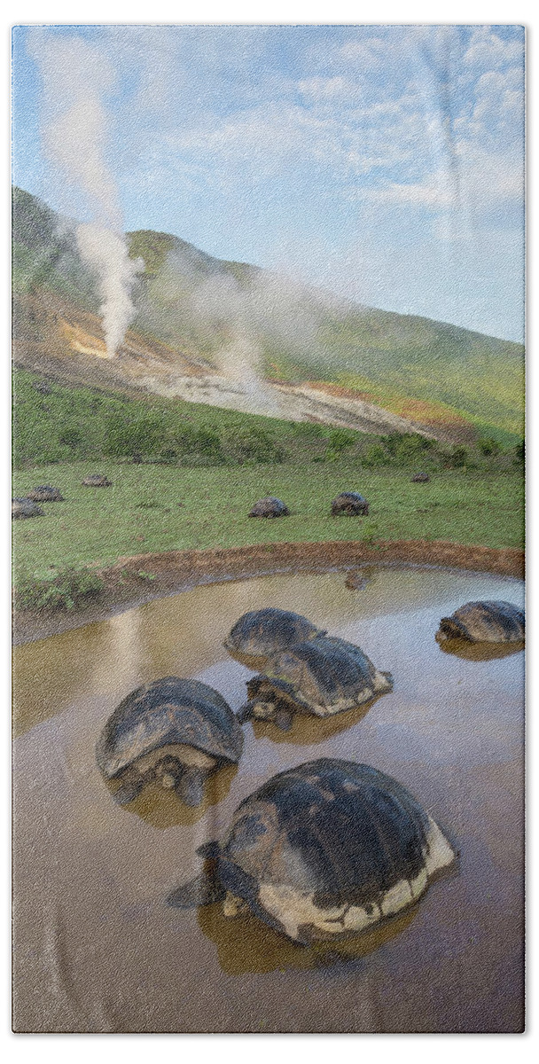 Animal Beach Towel featuring the photograph Volcan Alcedo Tortoises Wallowing by Tui De Roy