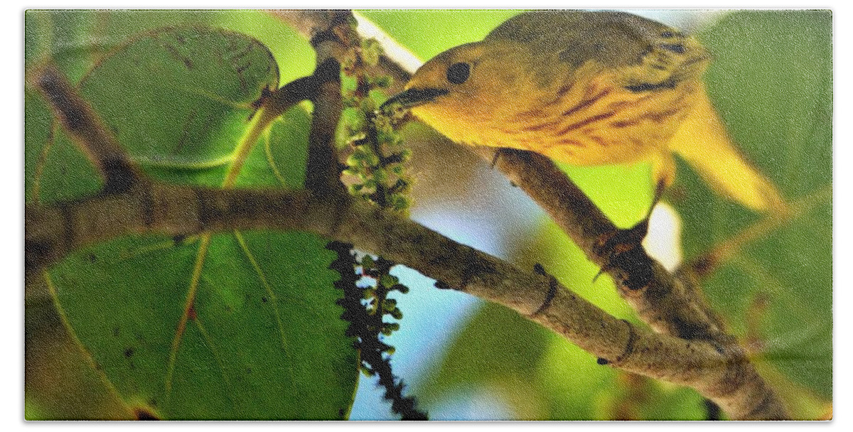 Setophaga Petechia Beach Towel featuring the photograph Warbler's Delight by Climate Change VI - Sales