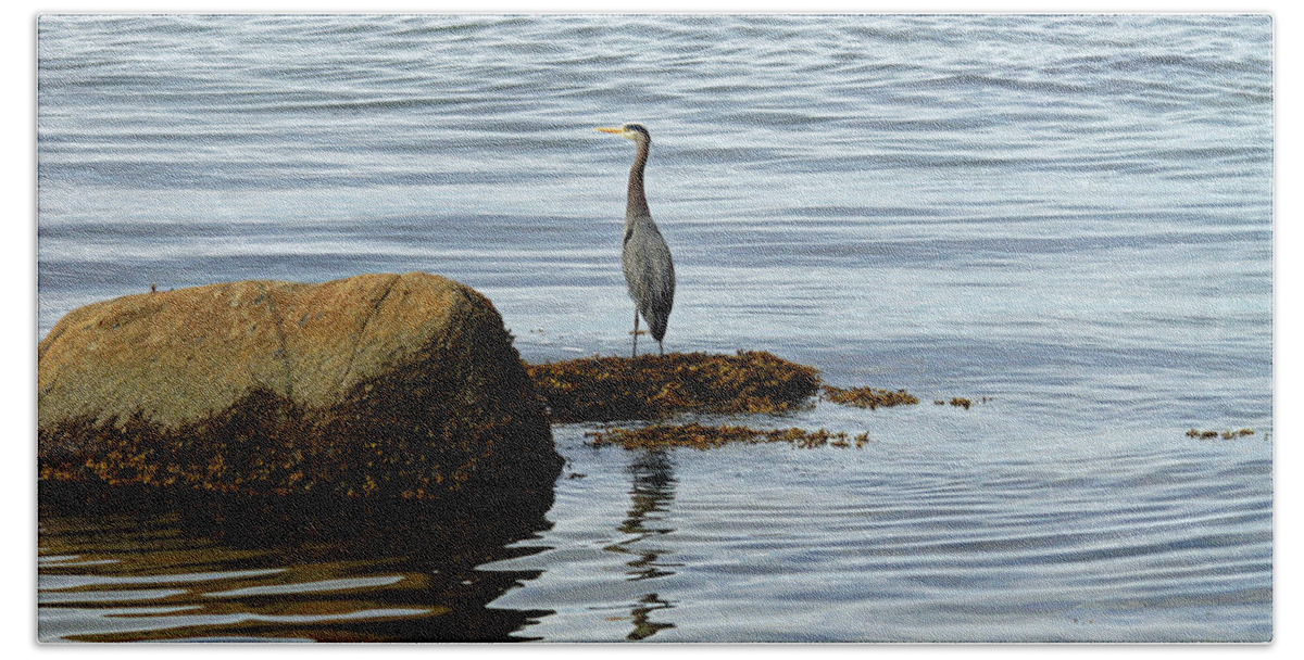 Ocean Beach Sheet featuring the photograph Wary Heron by Cameron Wood