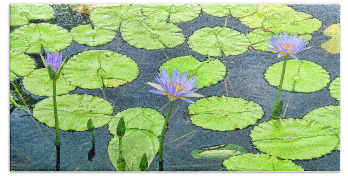 Water Lily Beach Sheet featuring the photograph Water Lilies at Black Sand Beach by David Lawson