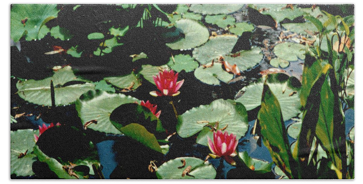 Water Lilies Beach Towel featuring the photograph Water Lilies Squared by Mike McBrayer