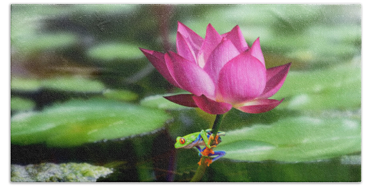 Red Eye Tree Frog Beach Towel featuring the mixed media Water Lily and Little Frog by Morag Bates