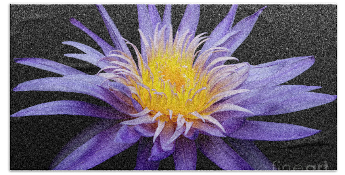 Spring Beach Towel featuring the photograph Water Lily Spiky and Purple by Sabrina L Ryan