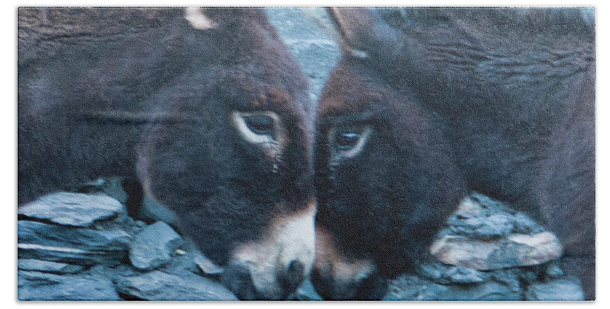 Burro Beach Towel featuring the photograph Eye To Eye, Nose To Nose, Heart To Heart by Leslie Struxness