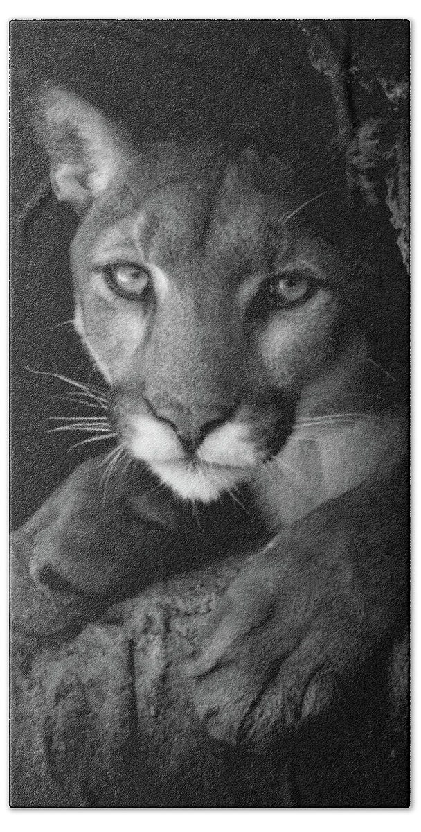 Mountain Lion Beach Towel featuring the photograph What Now by Elaine Malott