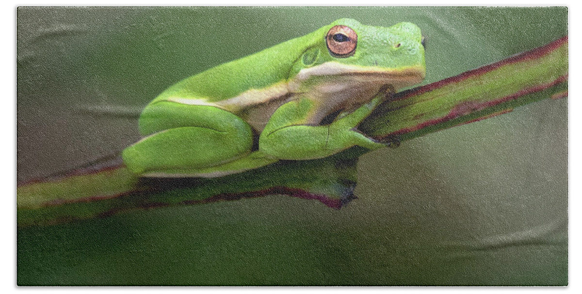 Frog Beach Sheet featuring the photograph Whats Up by Art Cole