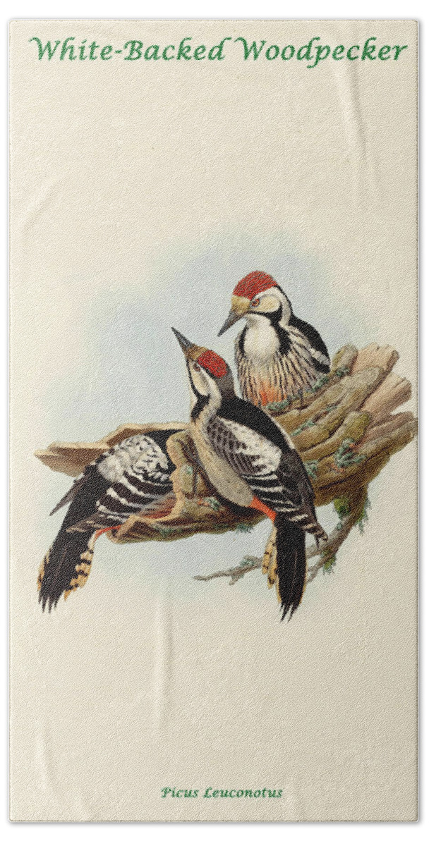 Woodpecker Beach Towel featuring the painting White-Backed Woodpecker by John Gould