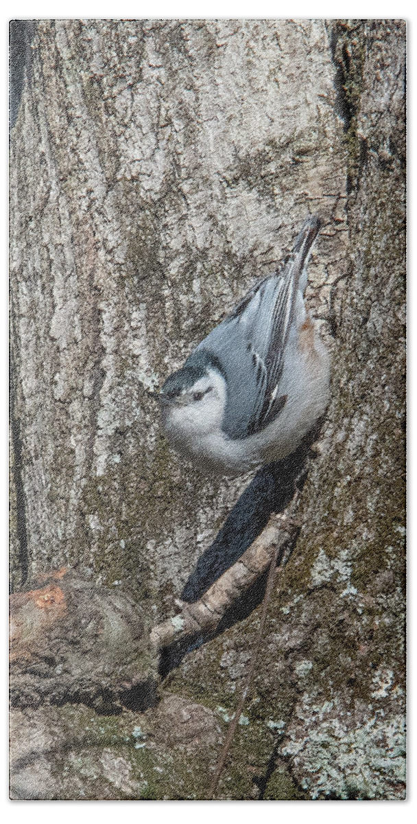 Nature Beach Towel featuring the photograph White-breasted Nuthatch DSB0336 by Gerry Gantt