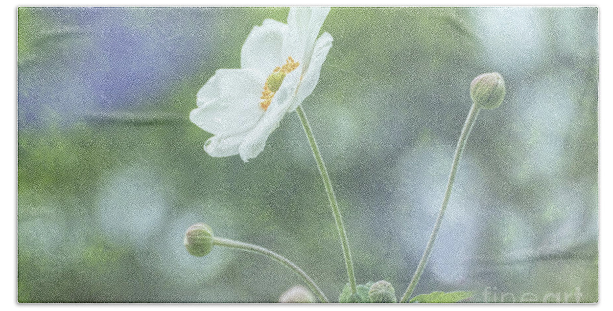 White Japanese Anenome Beach Towel featuring the photograph White Japanese Anenome by Lynn Bolt