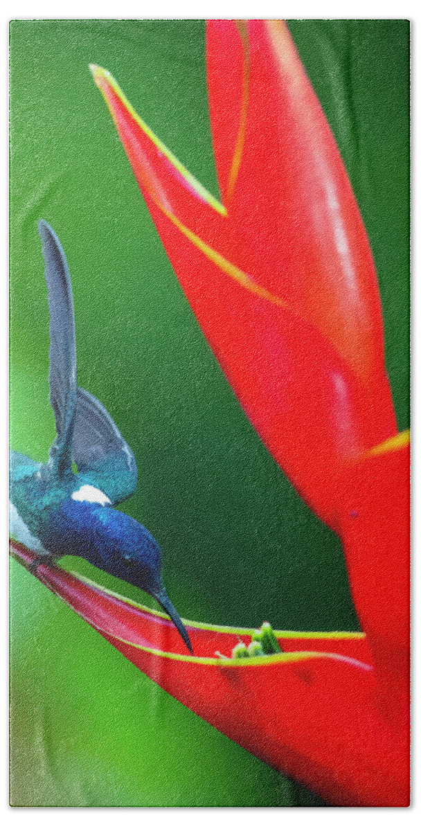 Photography Beach Towel featuring the photograph White-necked Jacobin Florisuga by Panoramic Images