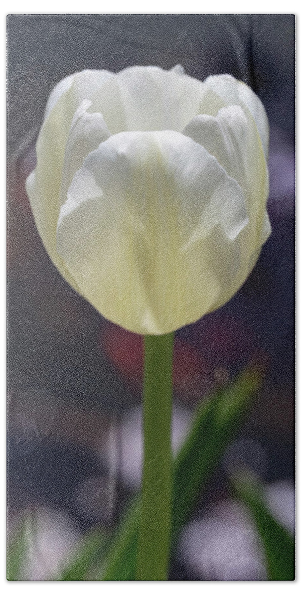 Flower Beach Towel featuring the photograph White Tulip by Dawn Cavalieri