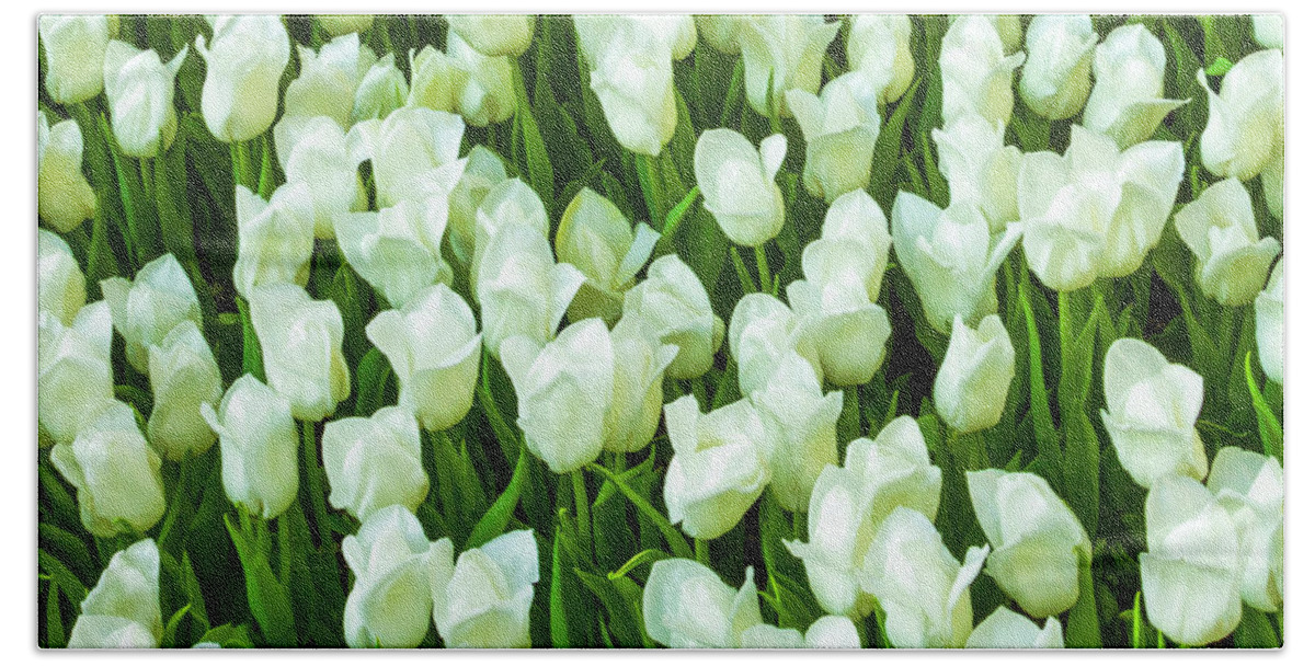 White Tulips On Green Beach Towel featuring the photograph White Tulips on Green by Bonnie Follett
