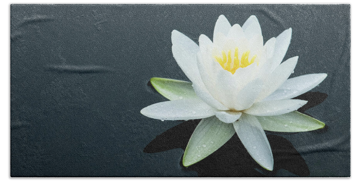 White Water Lily Beach Towel featuring the photograph White Water Lily by Todd Henson