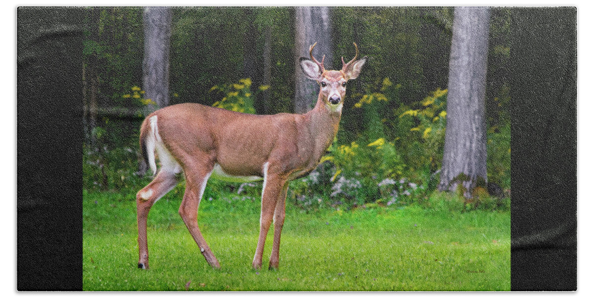 Whitetail Deer Beach Towel featuring the photograph Whitetail Deer Buck by Christina Rollo