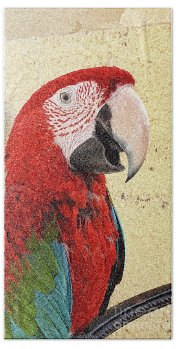 Macaw Beach Sheet featuring the photograph Who is a pretty boy then ? by Brenda Kean