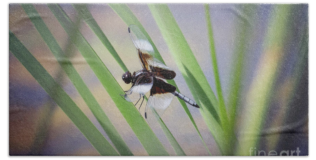 Nature Beach Towel featuring the photograph Widow Skimmer Among The Reeds by Sharon McConnell
