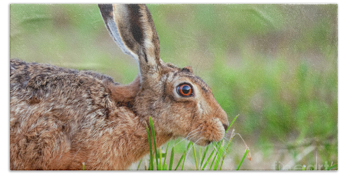 Norfolk Beach Towel featuring the photograph Norfolk wild hare close up eating grass in England by Simon Bratt