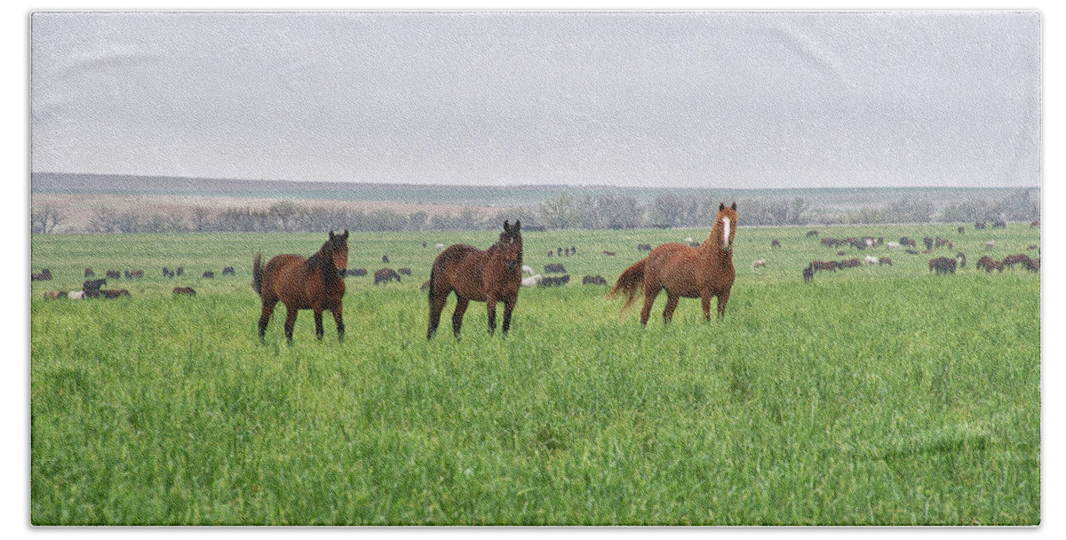 Wild Beach Towel featuring the photograph Wild Horses of Kansas by Alan Hutchins