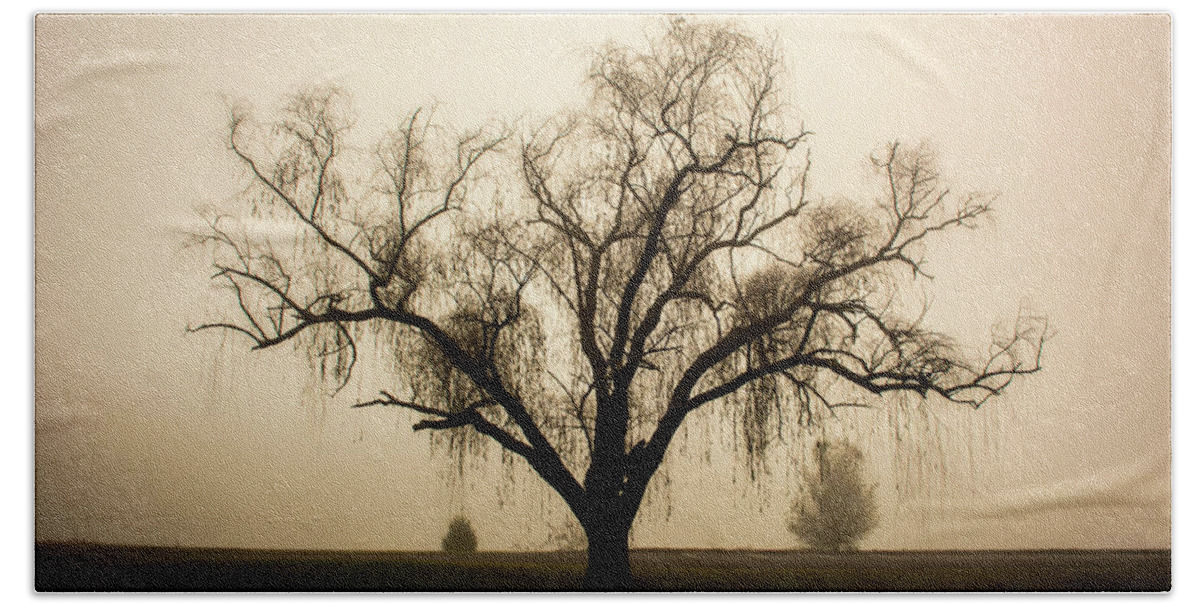Willow Beach Towel featuring the photograph Willow in Fog by Douglas Wielfaert