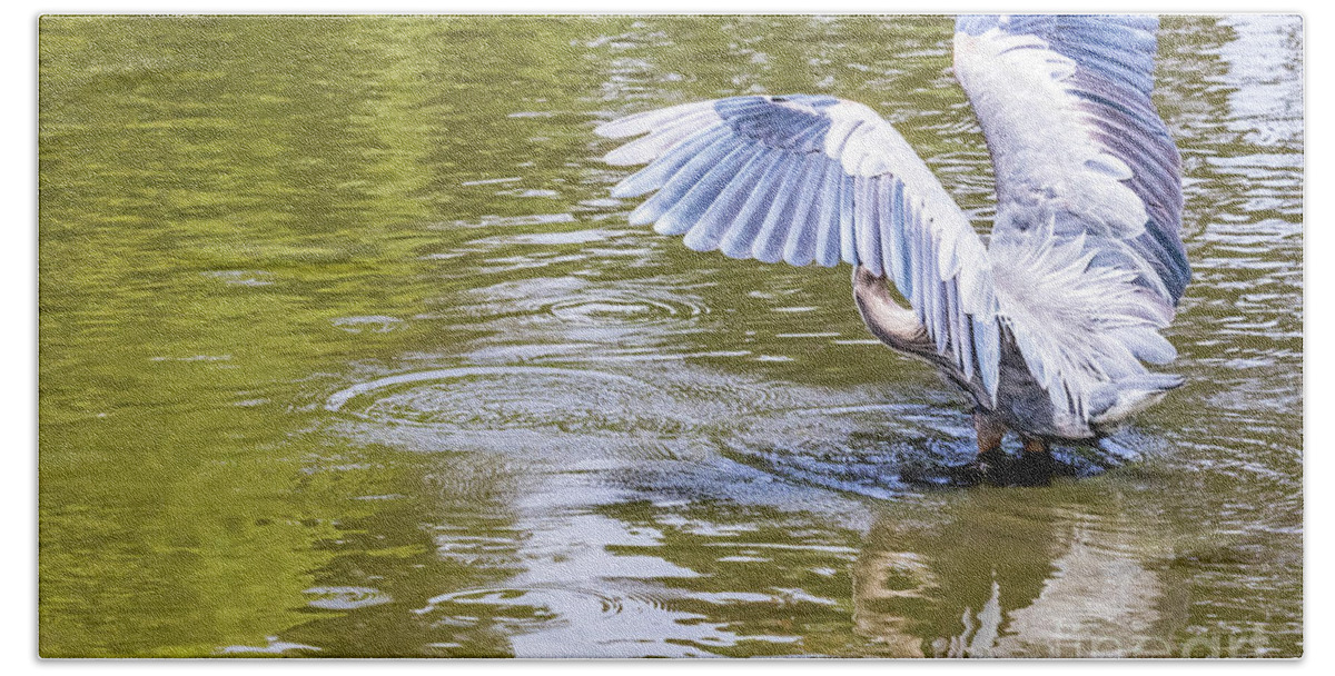 Great Blue Heron Beach Towel featuring the photograph Wing Exercise by Kate Brown