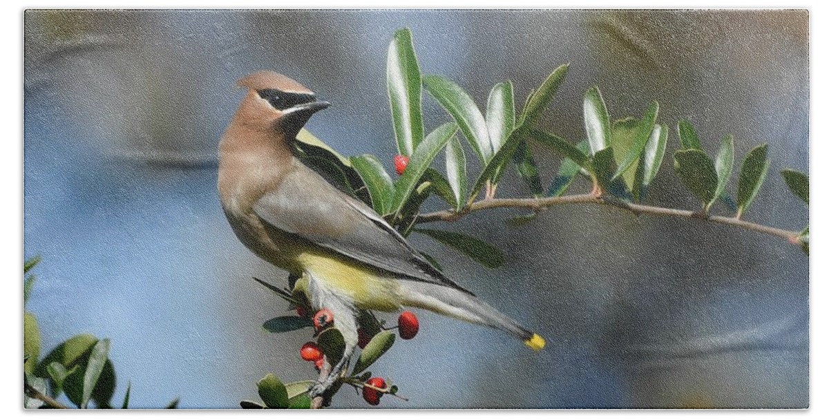 Cedar Waxwing Beach Towel featuring the photograph Winged Beauty 2 by Fraida Gutovich