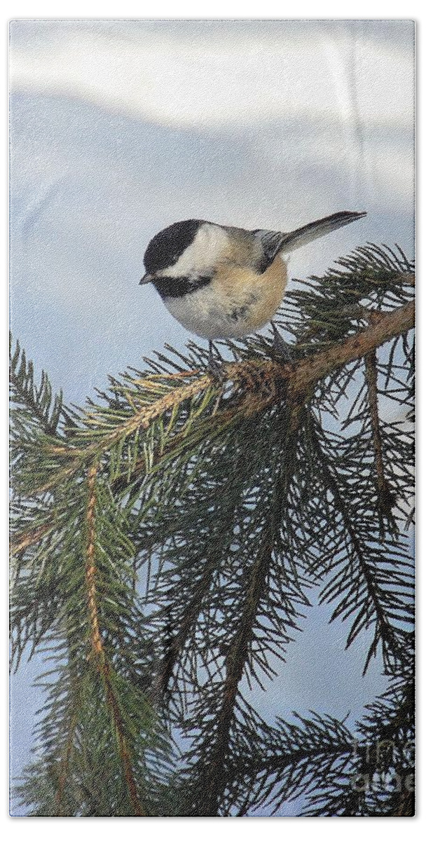  Beach Towel featuring the photograph Winter Chickadee by Elaine Manley