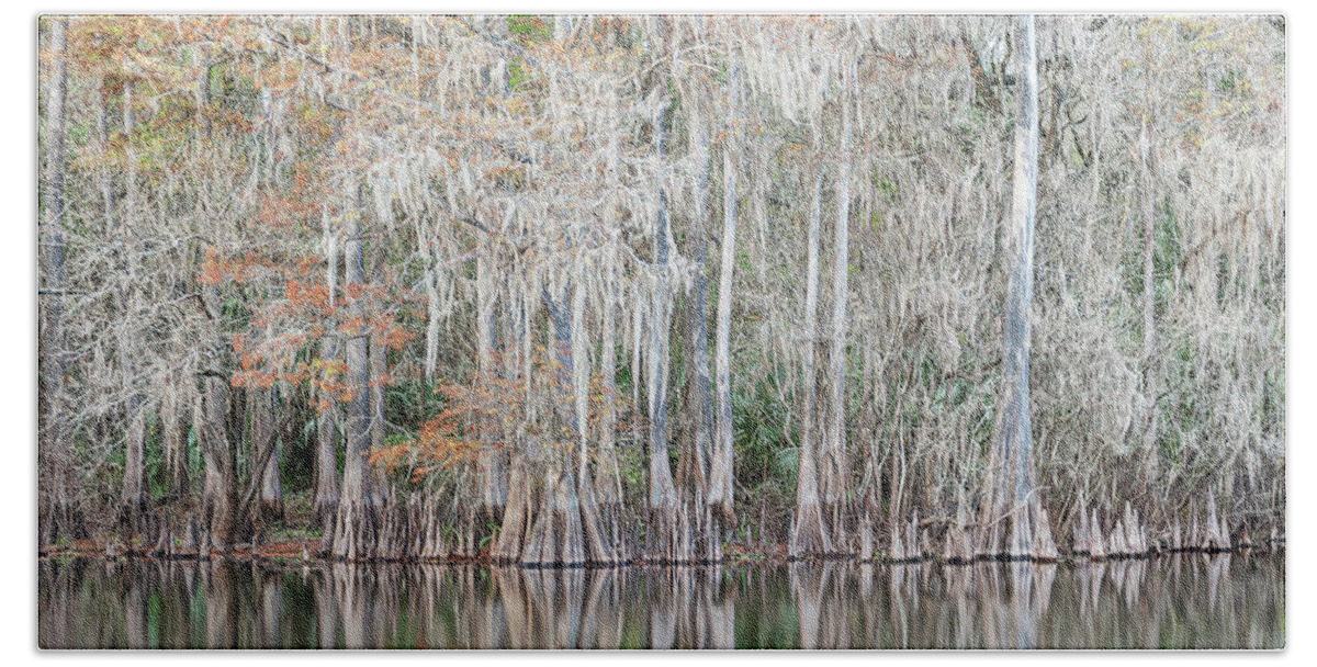 Bald Cypress Trees Beach Towel featuring the photograph Winter Cypress by Steven Sparks