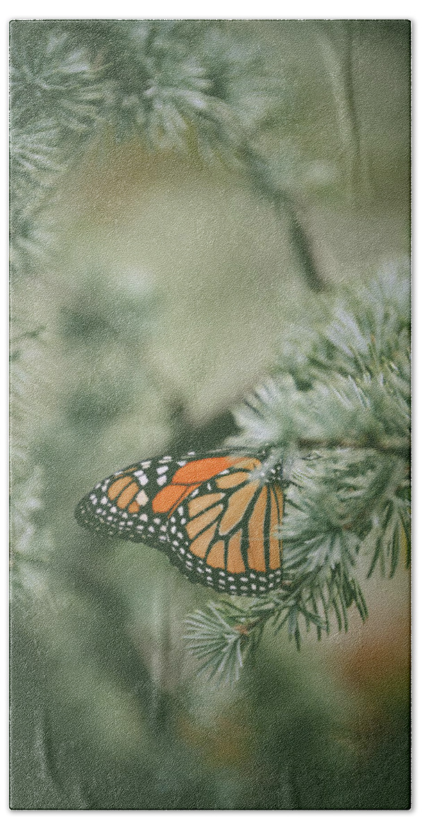 Pine Beach Towel featuring the photograph Winter Monarch by Michelle Wermuth