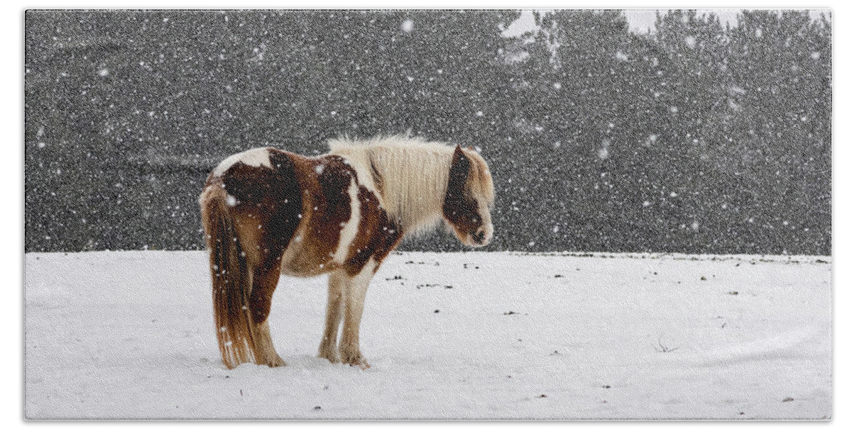 Horse Beach Towel featuring the photograph Winter Snows by Jody Partin