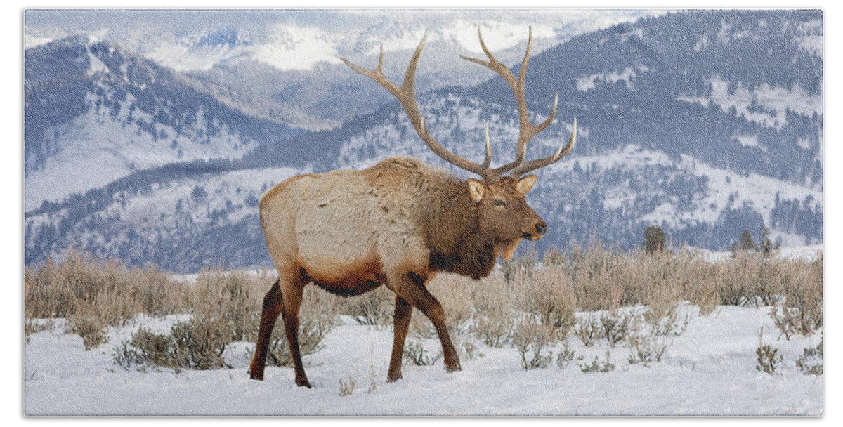 Elk Beach Towel featuring the photograph Winter Travels by Jack Bell