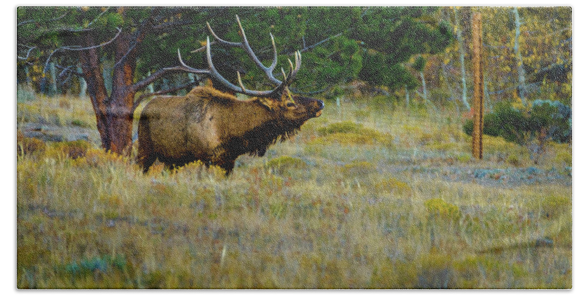 Aspens Beach Towel featuring the photograph Wisdom of the Wapiti by Johnny Boyd