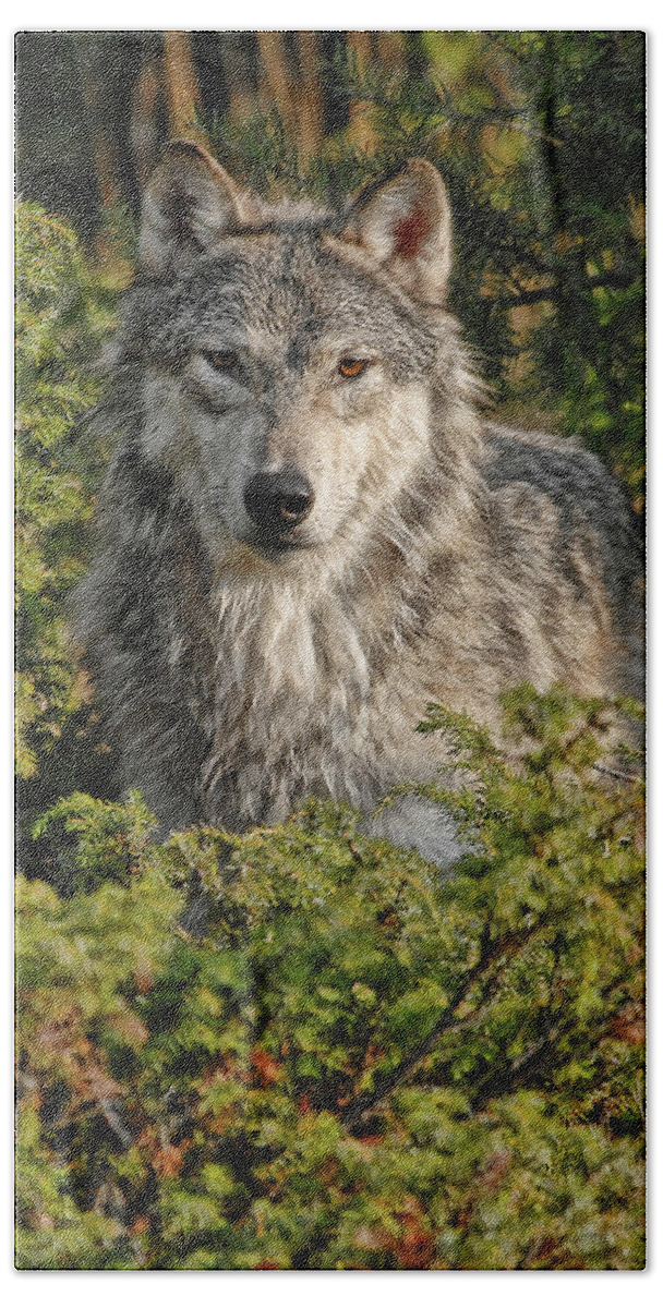 Wolf Beach Sheet featuring the photograph Wolf in the Woods by Wade Aiken