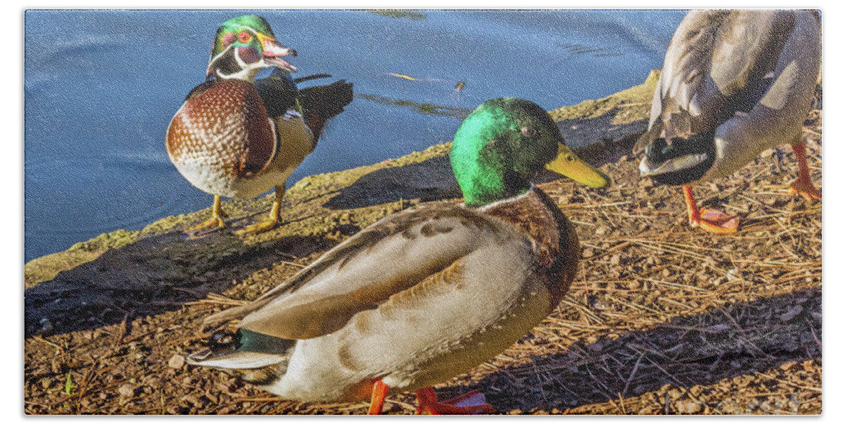 Wood Duck Beach Towel featuring the photograph Wood Duck and Mallards by Kate Brown